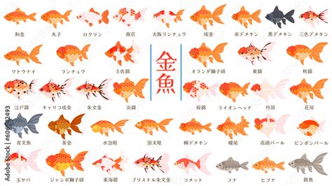 高級金魚種類|金魚の品種（種類）カタログ